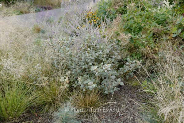 Salix helvetica – Bild 7
