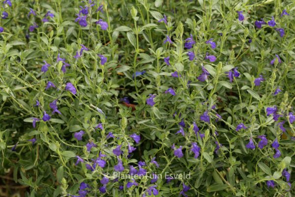 Salvia coahuilensis