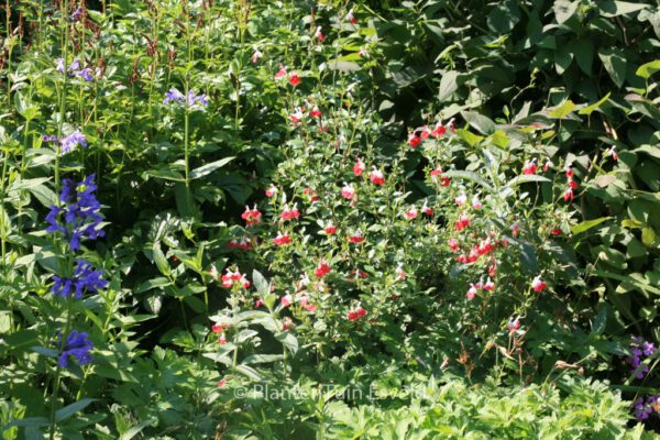 Salvia microphylla 'Hot Lips' – Bild 2