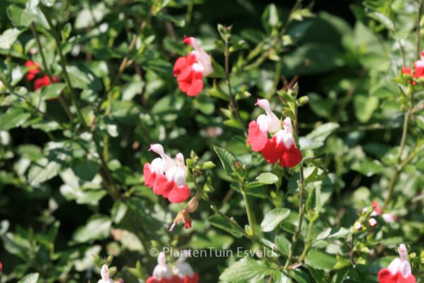 Salvia microphylla 'Hot Lips' – Bild 3
