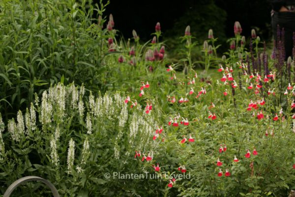 Salvia microphylla 'Hot Lips' – Bild 5