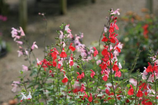 Salvia microphylla 'Hot Lips'