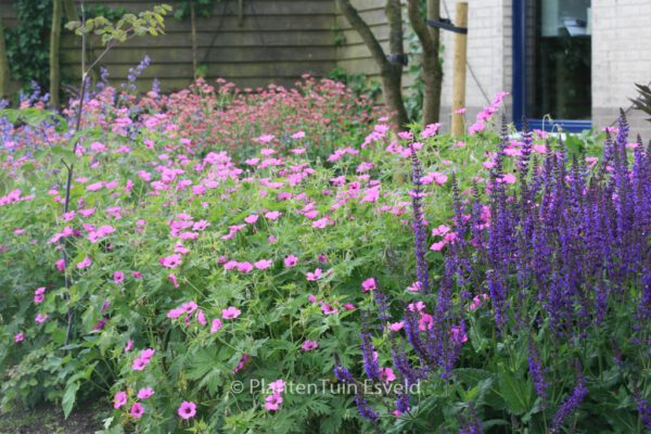 Salvia nemorosa 'Caradonna' – Bild 3