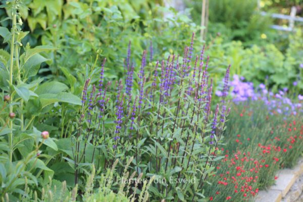 Salvia nemorosa 'Caradonna' – Bild 4