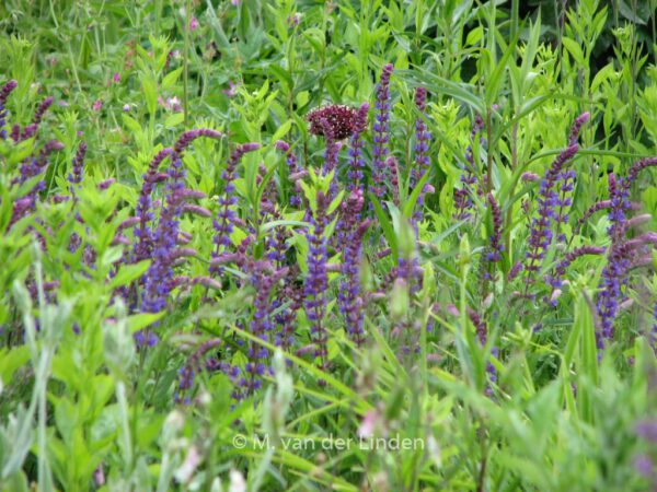 Salvia nemorosa 'Caradonna' – Bild 7