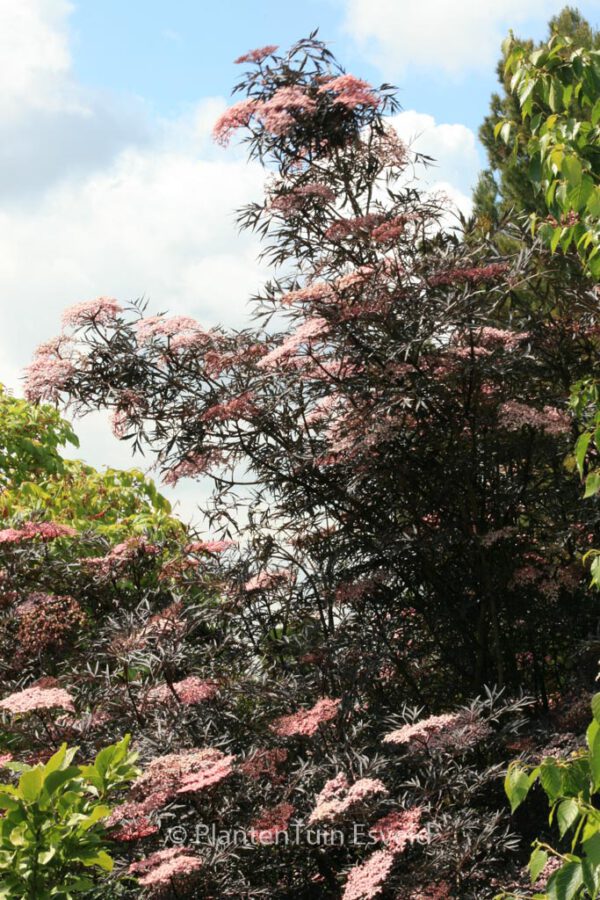 Sambucus nigra 'Eva' (BLACK LACE) – Bild 3