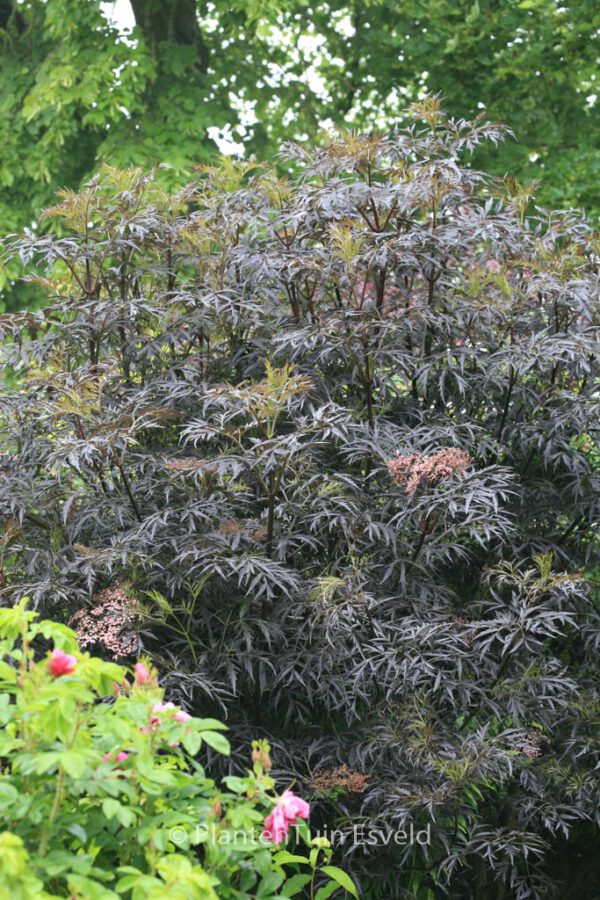 Sambucus nigra 'Eva' (BLACK LACE) – Bild 4
