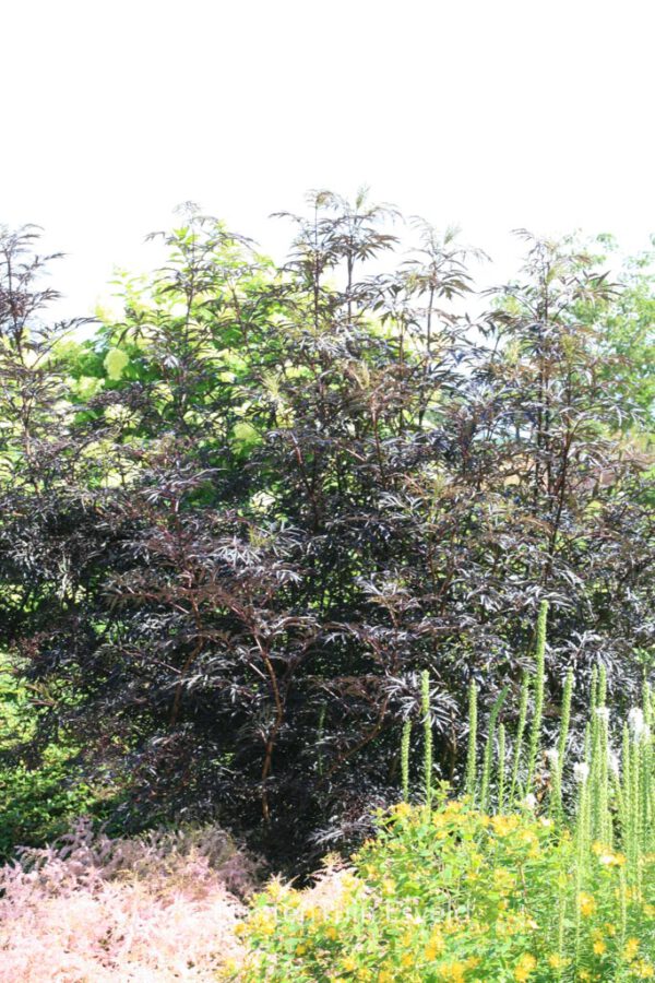 Sambucus nigra 'Eva' (BLACK LACE) – Bild 5