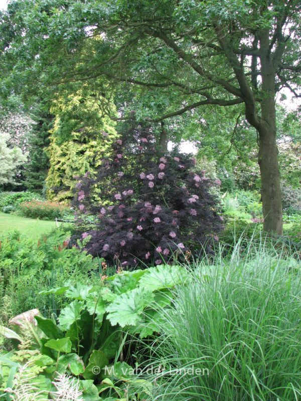 Sambucus nigra 'Eva' (BLACK LACE) – Bild 6