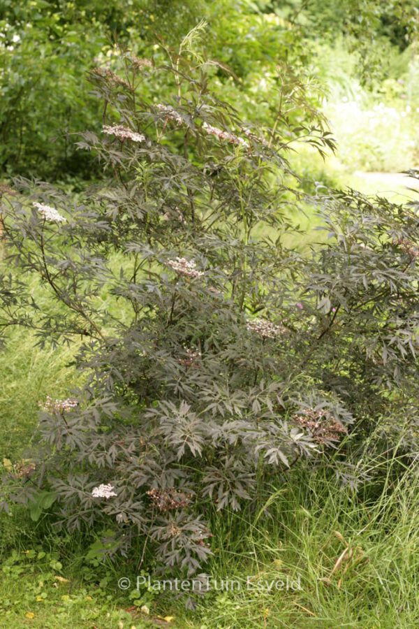 Sambucus nigra 'Eva' (BLACK LACE) – Bild 7