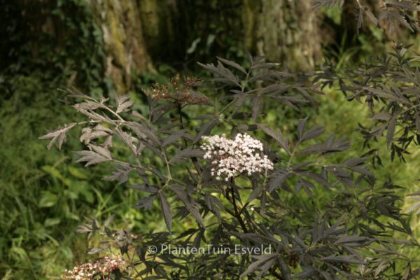 Sambucus nigra 'Eva' (BLACK LACE) – Bild 8