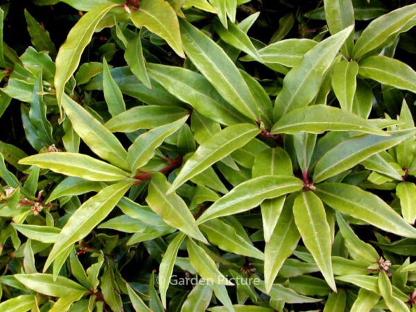 Sarcococca hookeriana digyna – Bild 5