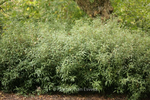 Sarcococca hookeriana digyna – Bild 6