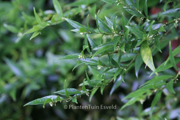 Sarcococca saligna – Bild 2