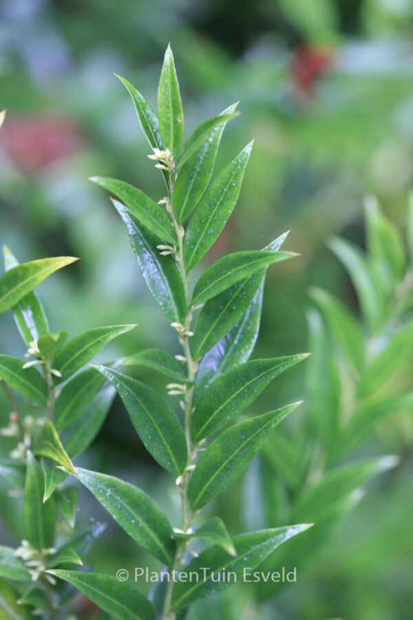 Sarcococca saligna – Bild 3