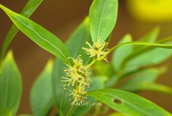Sarcococca saligna – Bild 4