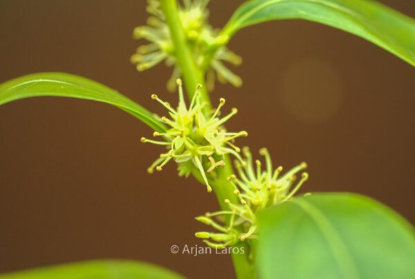 Sarcococca saligna – Bild 5