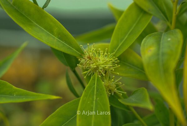 Sarcococca saligna – Bild 6
