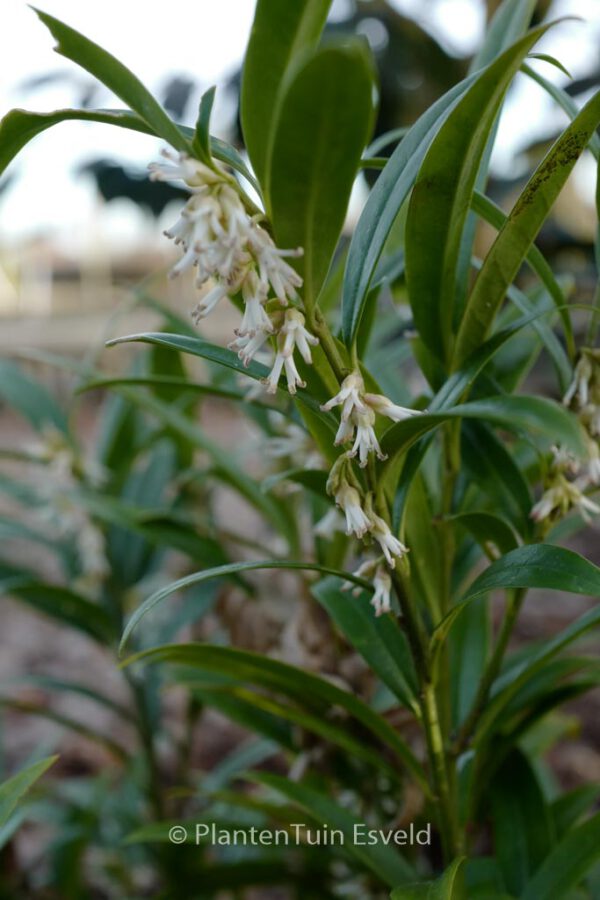 Sarcococca saligna – Bild 7