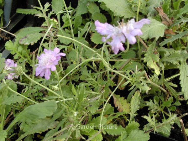 Scabiosa columbaria 'Butterfly Blue' – Bild 2