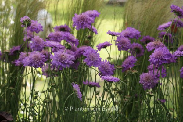 Scabiosa columbaria 'Butterfly Blue'
