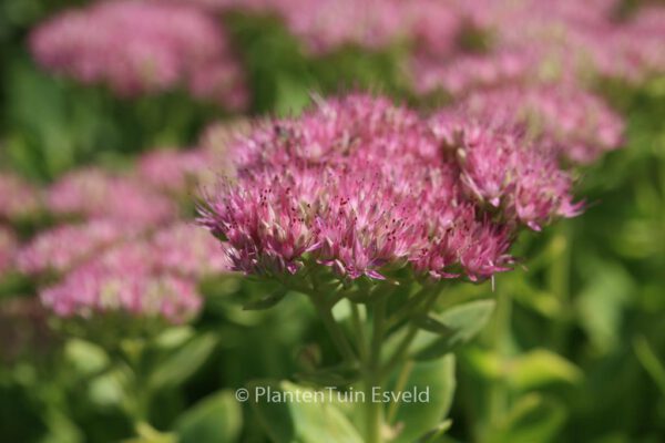 Sedum spectabile 'Rosenteller' – Bild 2