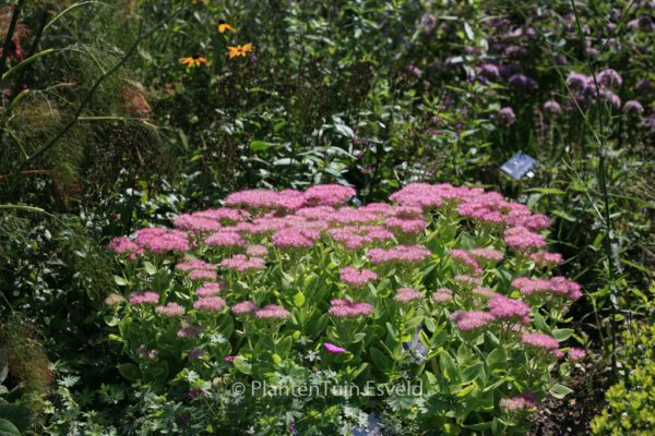 Sedum spectabile 'Rosenteller'