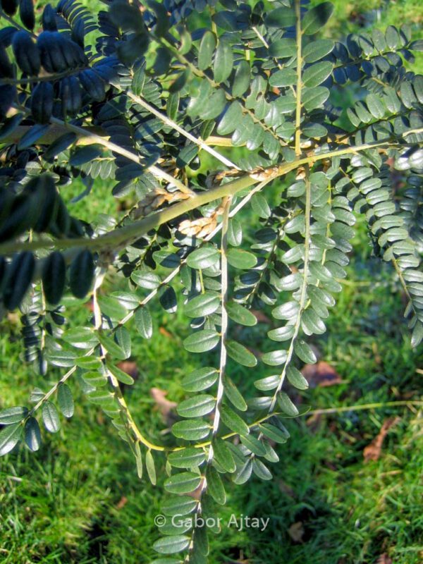 Sophora microphylla 'Hilsop' (SUN KING) – Bild 2