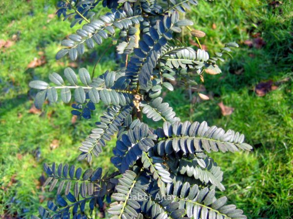 Sophora microphylla 'Hilsop' (SUN KING) – Bild 4