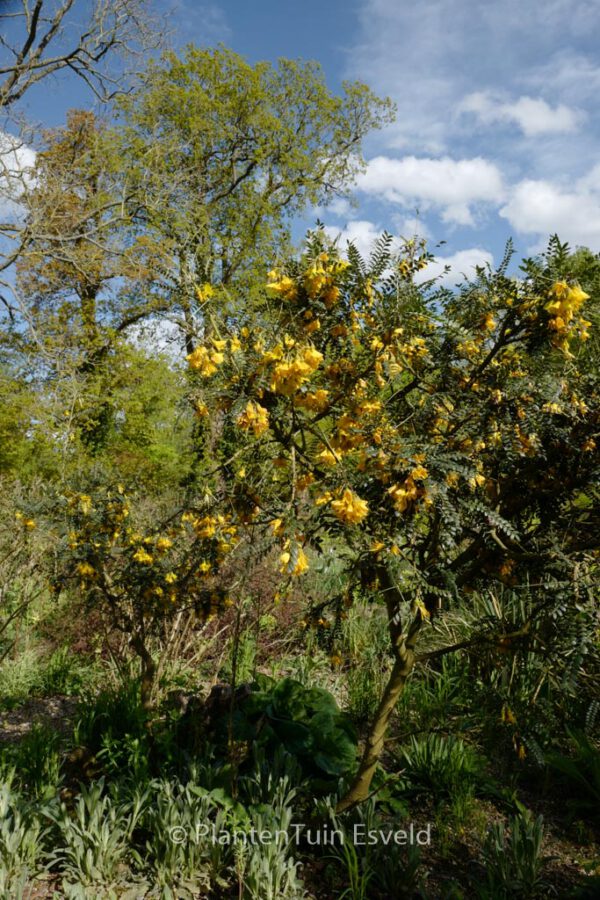Sophora microphylla 'Hilsop' (SUN KING)