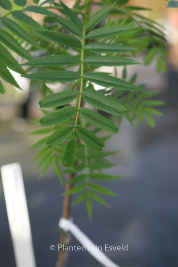 Sorbus 'Dodong' – Bild 2
