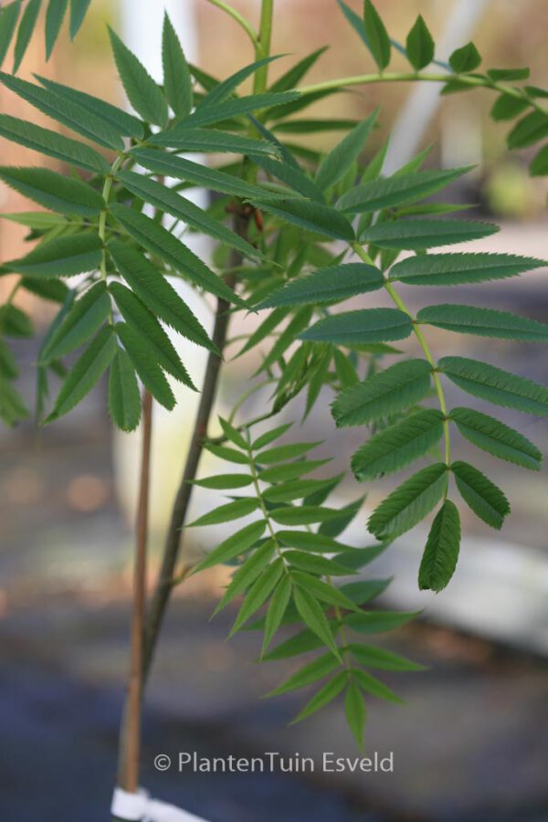 Sorbus 'Dodong' – Bild 3