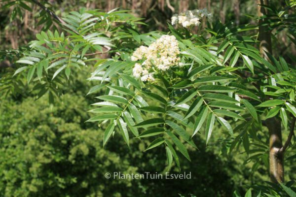 Sorbus 'Dodong' – Bild 5