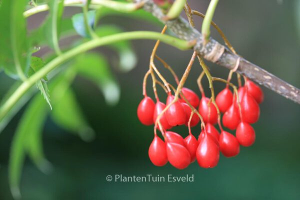 Sorbus 'Dodong' – Bild 6