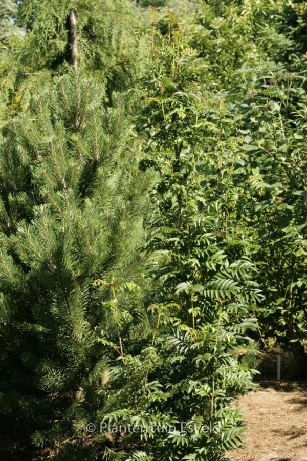 Sorbus 'Flanrock' (AUTUMN SPIRE) – Bild 3
