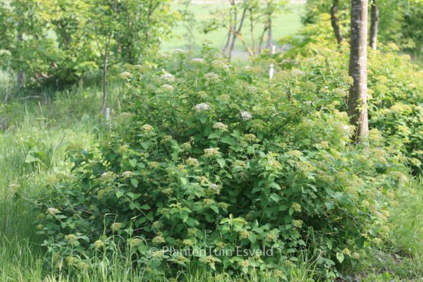 Spiraea corymbosa 'Ziggy Stardust' – Bild 2