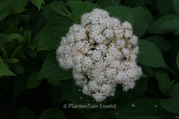 Spiraea corymbosa 'Ziggy Stardust' – Bild 3