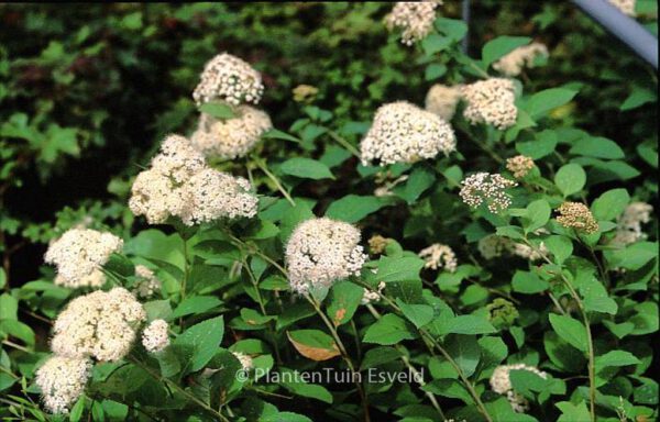 Spiraea corymbosa 'Ziggy Stardust' – Bild 4
