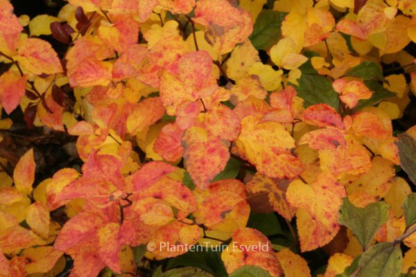 Spiraea corymbosa 'Ziggy Stardust' – Bild 5