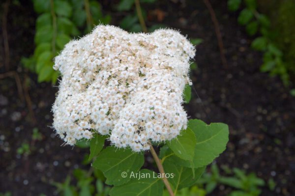 Spiraea corymbosa 'Ziggy Stardust' – Bild 6