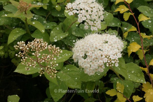 Spiraea corymbosa 'Ziggy Stardust'
