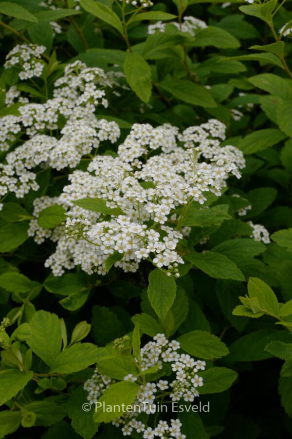 Spiraea decumbens – Bild 3