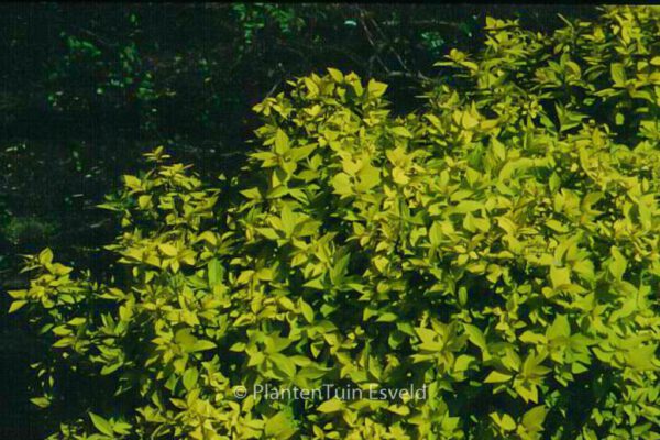 Spiraea japonica 'Goldmound' – Bild 2