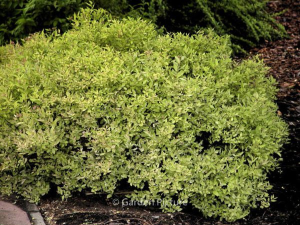Spiraea japonica 'Goldmound' – Bild 3