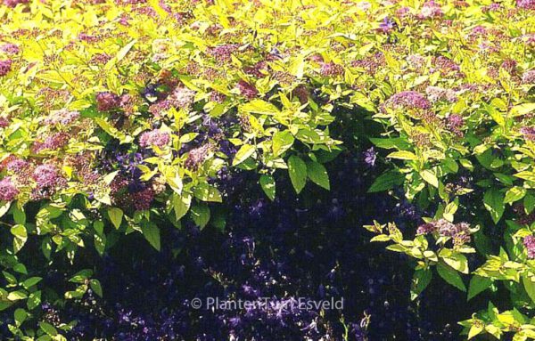 Spiraea japonica 'Goldmound' – Bild 4