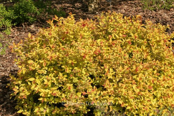 Spiraea japonica 'Goldmound'