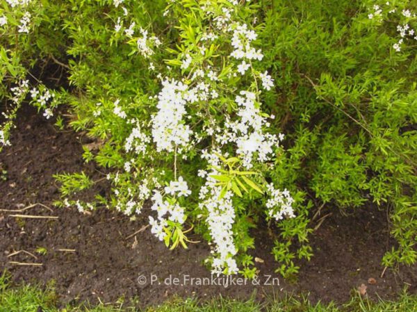 Spiraea thunbergii – Bild 2