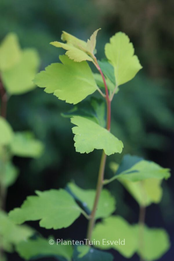 Spiraea vanhouttei 'Gold Fountain' – Bild 2