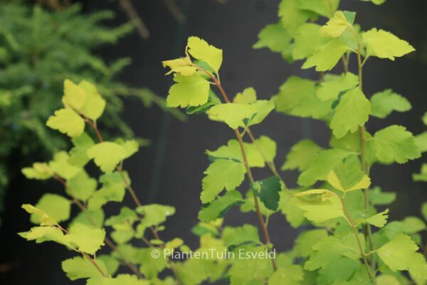 Spiraea vanhouttei 'Gold Fountain'