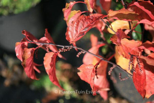 Stachyurus chinensis 'Celina' – Bild 2
